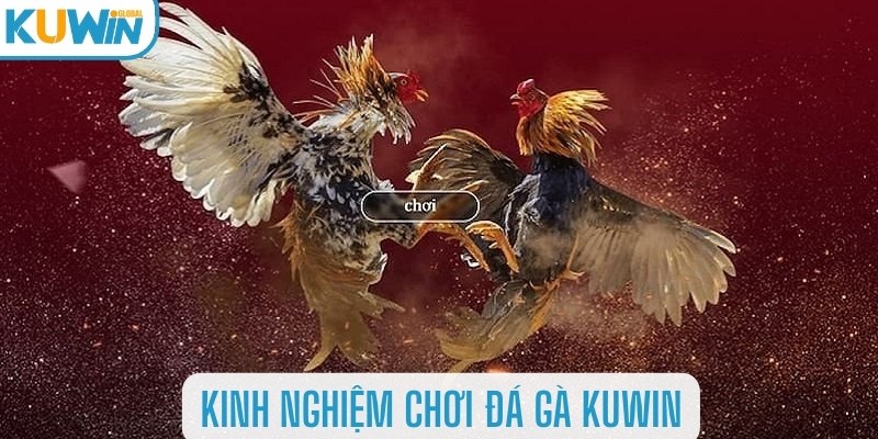 Một số kinh nghiệm giúp bạn lựa chọn chiến kê đúng đắn