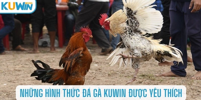 Những hình thức đá gà Kuwin được yêu thích