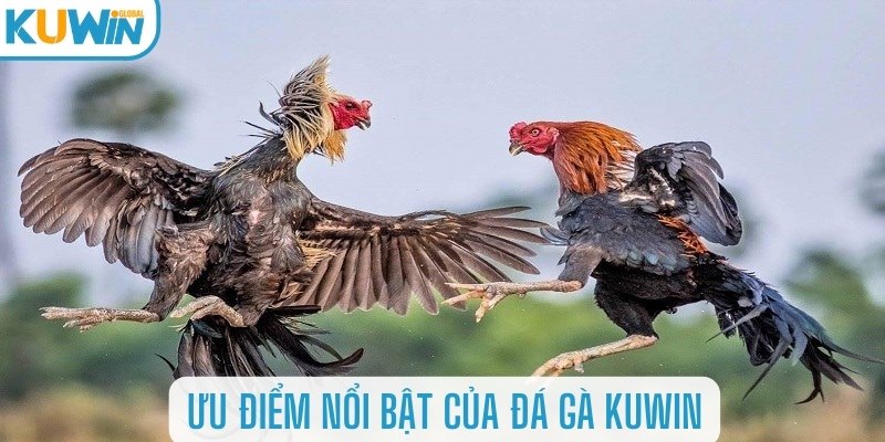 Ưu điểm nổi bật của đá gà Kuwin