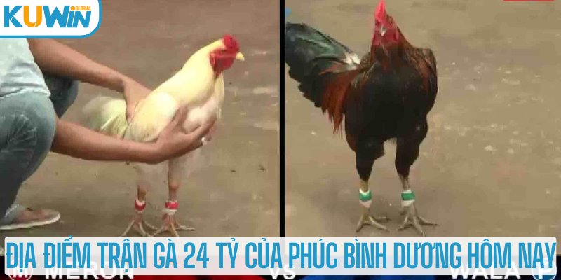 Địa điểm trận gà 24 tỷ của Phúc Bình Dương hôm nay