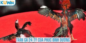 Giới thiệu về trận chọi gà 24 tỷ